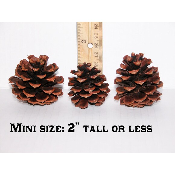 Lot of 25 - PONDEROSA Pine Cones Oregon Organic Pinecones MINI SIZE 2" or less - Picture 1 of 2